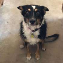 adopt-pet