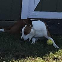 Thumbnail photo of Leia #3