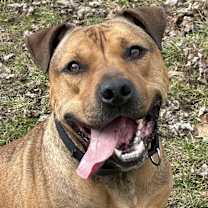 Thumbnail photo of Moose #1