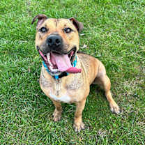 Thumbnail photo of Moose #2