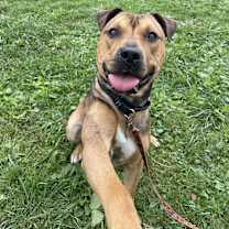 Thumbnail photo of Moose #3