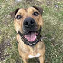 Thumbnail photo of Moose #4