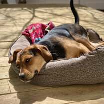 Thumbnail photo of Lyla #1