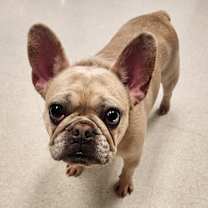 Thumbnail photo of Frankie #1