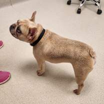 Thumbnail photo of Frankie #3