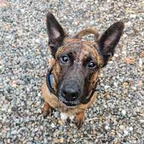 Thumbnail photo of Daisy #4