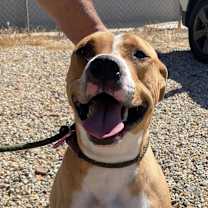 Thumbnail photo of BRODY #3