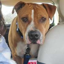 Thumbnail photo of BRODY #4