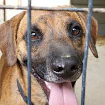 Thumbnail photo of Odin #4