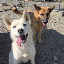 Thumbnail photo of Gryphon #2