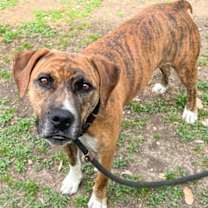 Thumbnail photo of Kali #3