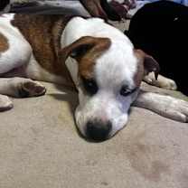 adopt-pet