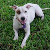 Thumbnail photo of Blanquito #4