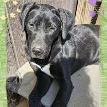 Thumbnail photo of Frannie #1