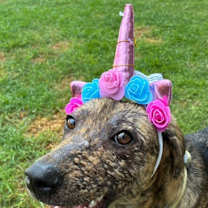 Thumbnail photo of NESSA #1