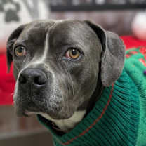 Thumbnail photo of Monty #2