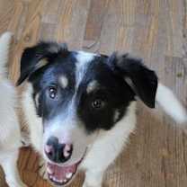 Thumbnail photo of Toby #1