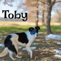Thumbnail photo of Toby #3