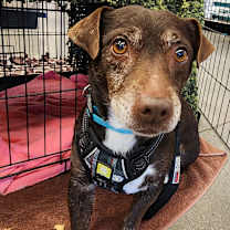 Thumbnail photo of CHOCO #3