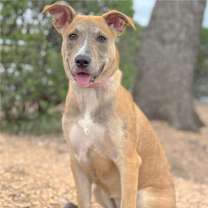 Thumbnail photo of Sierra #2