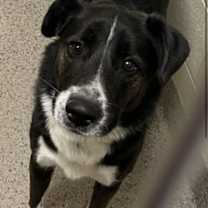 Thumbnail photo of Leo #3