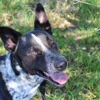 Thumbnail photo of Rip #1