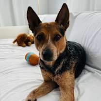 adopt-pet