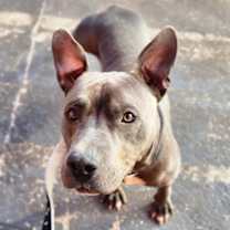 Thumbnail photo of Junior - IN FOSTER #2