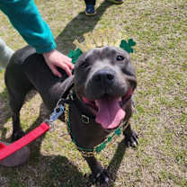 Thumbnail photo of Junior - IN FOSTER #3