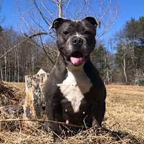 Thumbnail photo of Luna #1