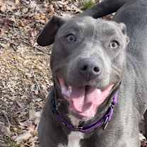 Thumbnail photo of Poppy #4