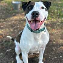 Thumbnail photo of Gemini #2