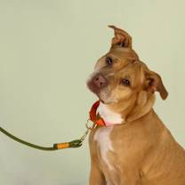 Thumbnail photo of Dolly #2