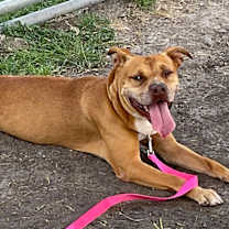 Thumbnail photo of Dolly #4