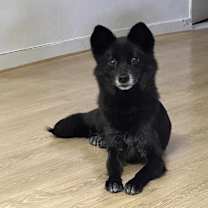 Thumbnail photo of Nabi #3