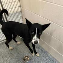 Thumbnail photo of Spinach #2