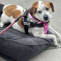 Thumbnail photo of Sassy #2