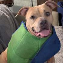 Thumbnail photo of Sasha #1