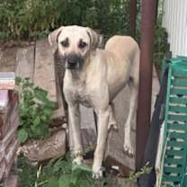 Thumbnail photo of Ash #2