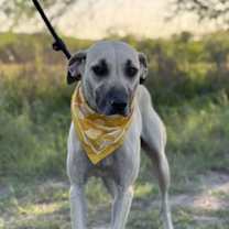 Thumbnail photo of Ash #3