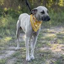 Thumbnail photo of Ash #4