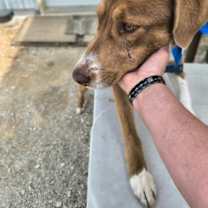 Thumbnail photo of Georgie #3