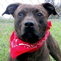 Thumbnail photo of Norbert #4