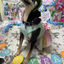 Thumbnail photo of Lily #3