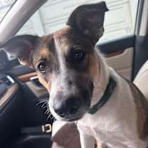 Thumbnail photo of Blaze #3