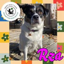 Thumbnail photo of Rza #1