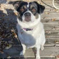 Thumbnail photo of Rza #3