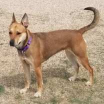 adopt-pet