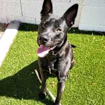 adopt-pet