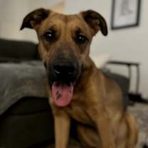 adopt-pet